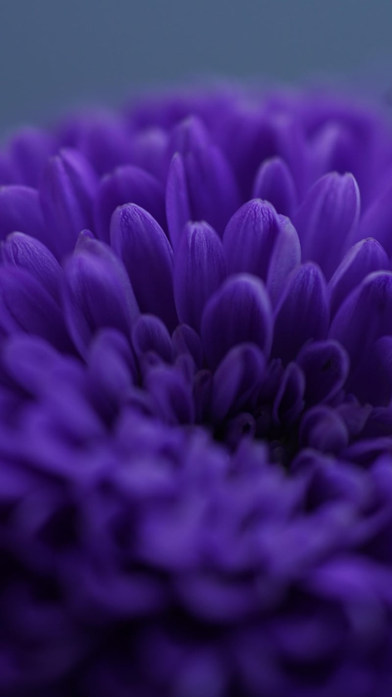 Magic Horticulture