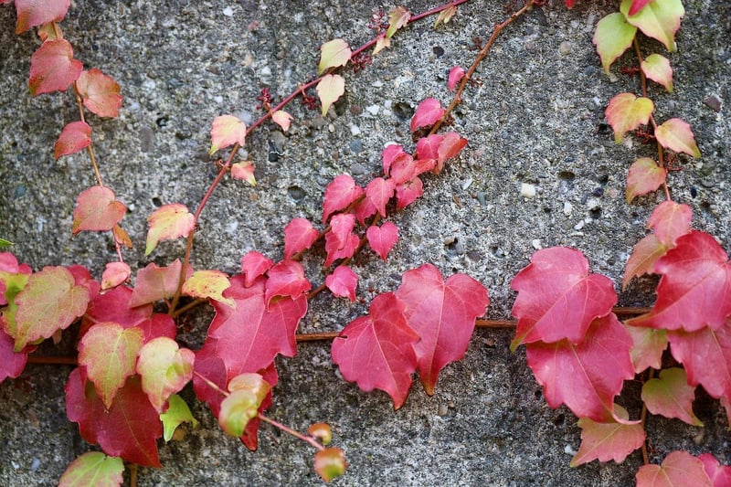Enigmatic Vine